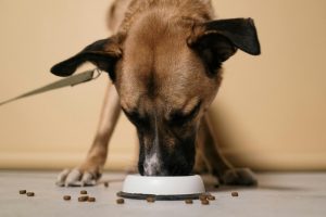 pet stops eating
