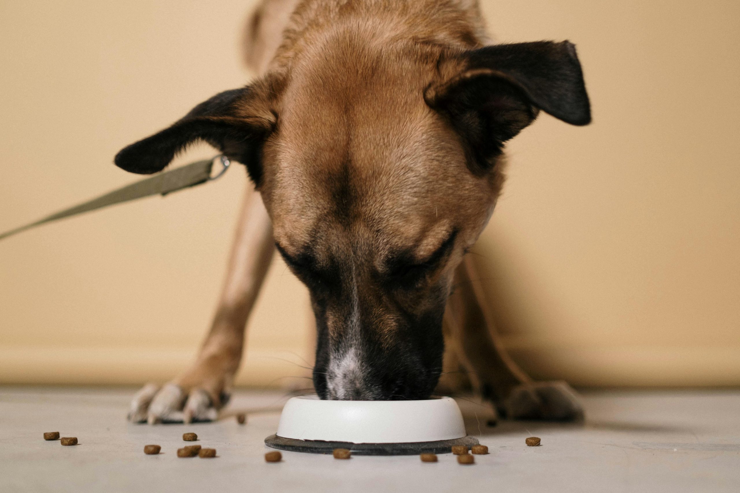 What you can do when your pet stops eating