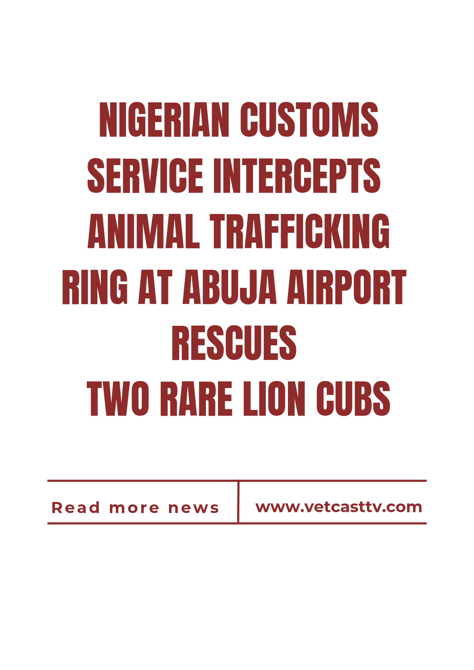 Nigerian Customs Service intercepts Animal trafficking ring at the Abuja airport, rescues two rare lion cubs